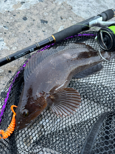 アイナメの釣果