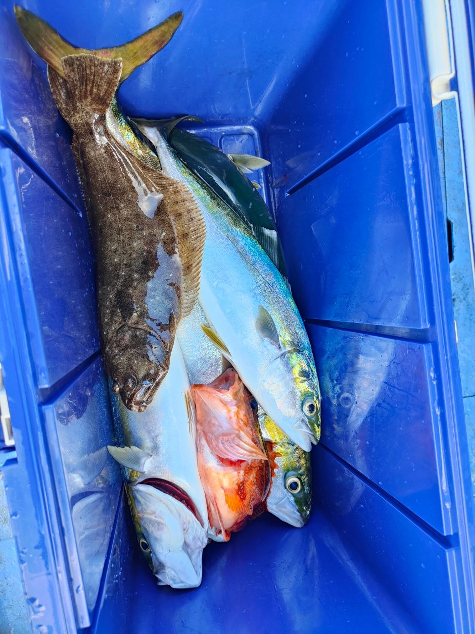 しおまねきさんの釣果 1枚目の画像