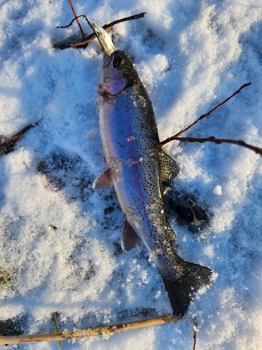 ニジマスの釣果