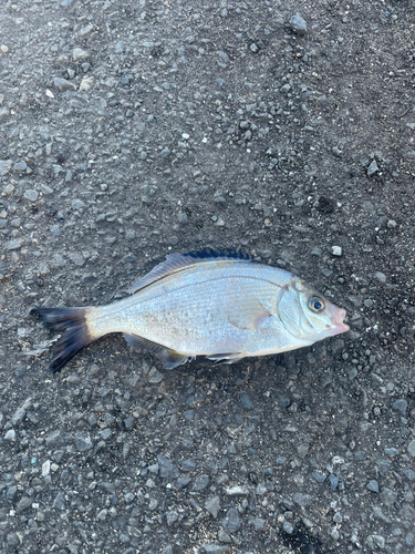 ウミタナゴの釣果