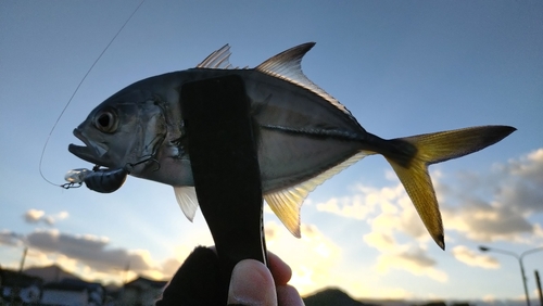 メッキの釣果