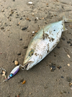 イナダの釣果