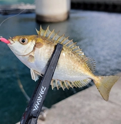 アイゴの釣果