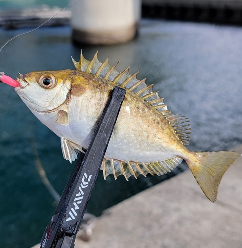 アイゴの釣果