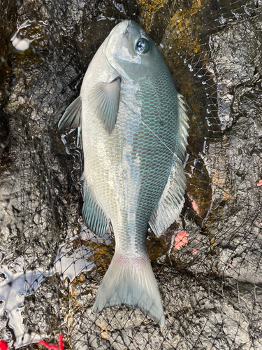 メジナの釣果