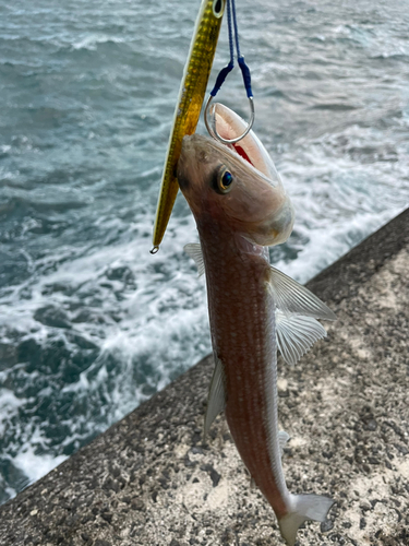 エソの釣果