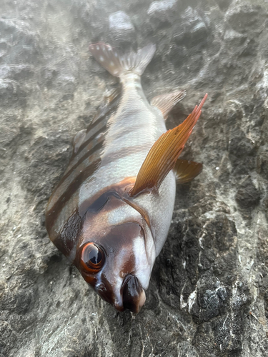 タカノハダイの釣果