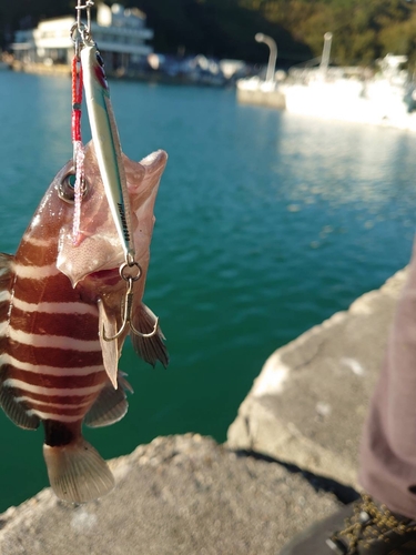 マハタの釣果