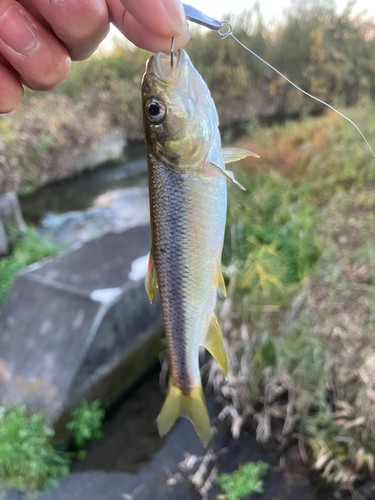 カワムツの釣果