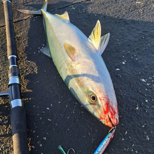 イナダの釣果