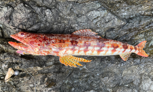 ミナミアカエソの釣果