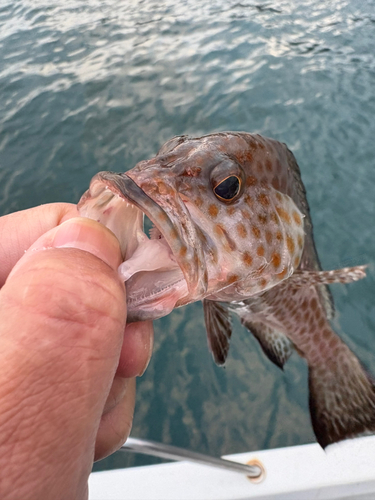 オオモンハタの釣果