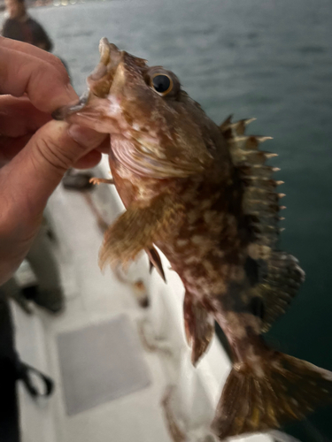 ガシラの釣果