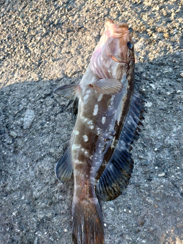 クエの釣果