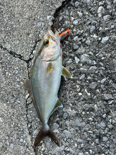 カンパチの釣果