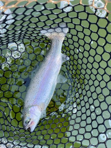 トラウトの釣果