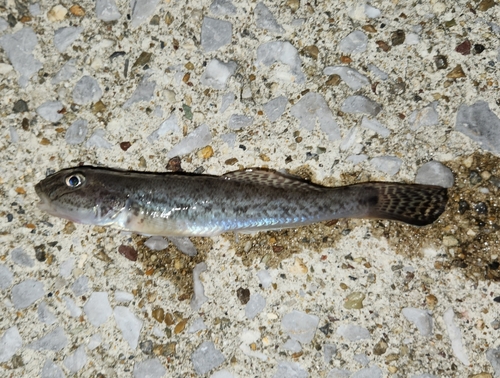 マハゼの釣果