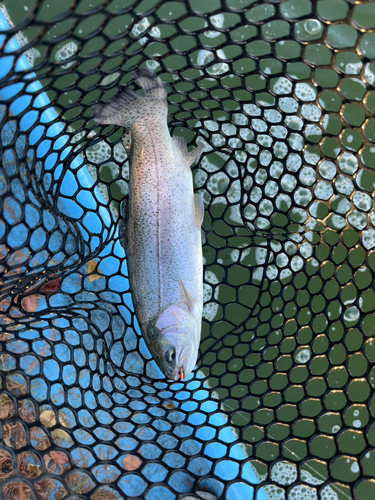 トラウトの釣果