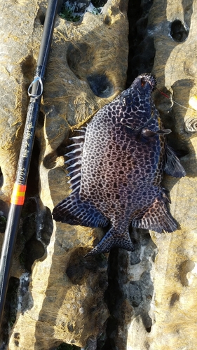 イシガキダイの釣果