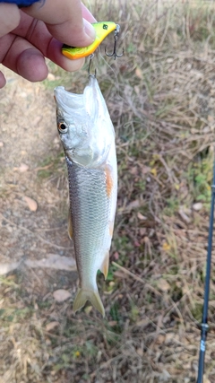 ハスの釣果