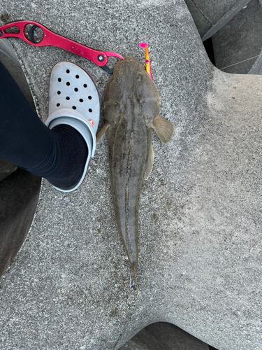 マゴチの釣果