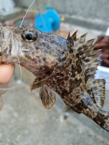 タケノコメバルの釣果