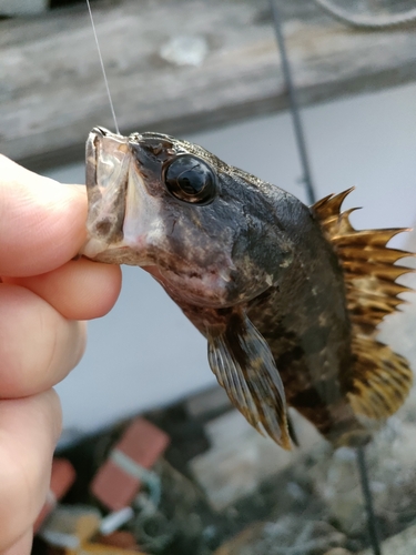 タケノコメバルの釣果