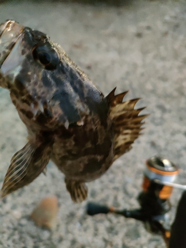 タケノコメバルの釣果