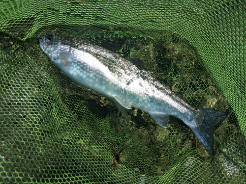 ニジマスの釣果