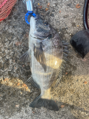 クロダイの釣果