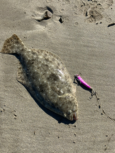 ヒラメの釣果