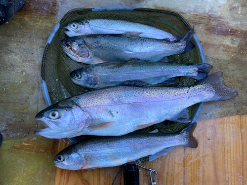 ニジマスの釣果