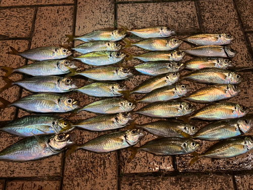 アジの釣果