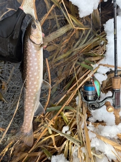 アメマスの釣果