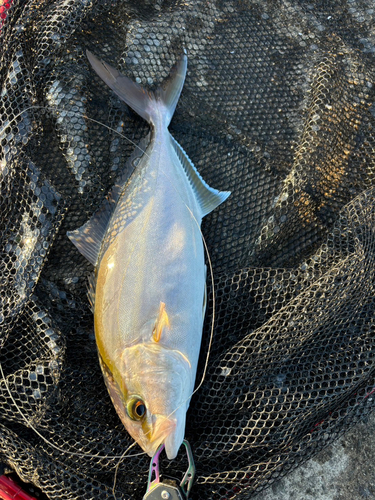 ネリゴの釣果