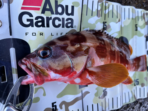 アカハタの釣果