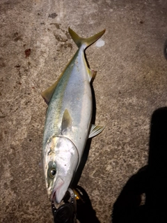 ハマチの釣果