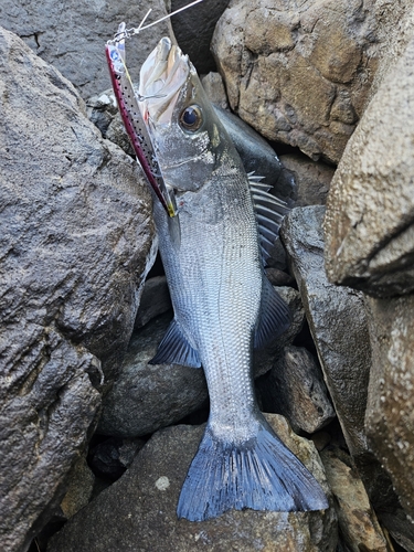 ヒラスズキの釣果