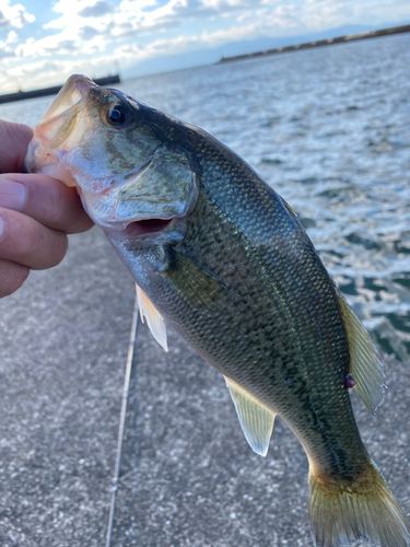 ラージマウスバスの釣果