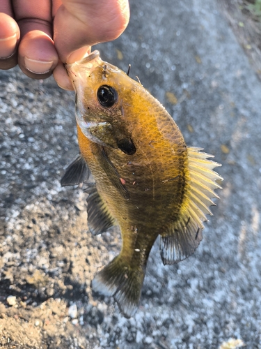 ブルーギルの釣果