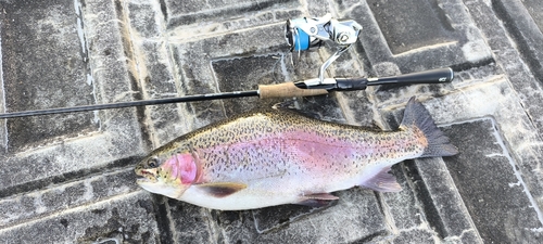 ニジマスの釣果