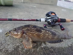 アイナメの釣果