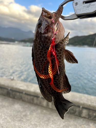 オオモンハタの釣果