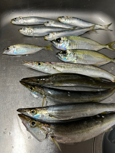 カマスの釣果