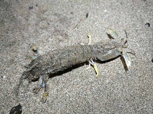 シャコの釣果