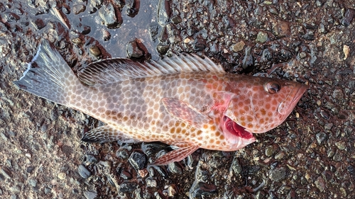 オオモンハタの釣果