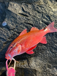 ホウライヒメジの釣果