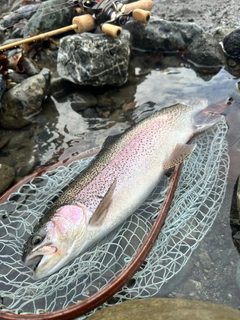 ニジマスの釣果