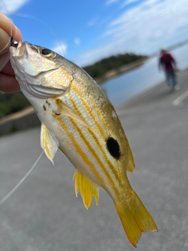 ヤマトビーの釣果