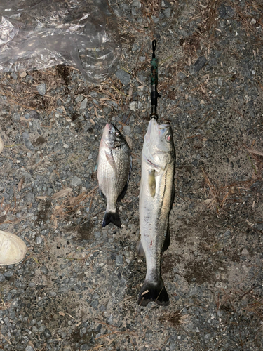 シーバスの釣果